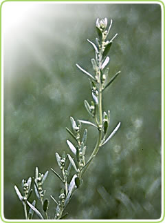 Rich in thujone: Artemisia absinthium (wormwood)