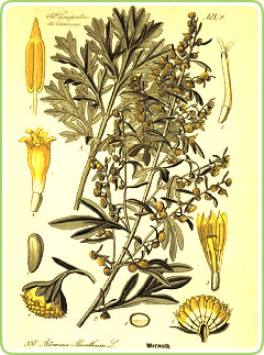 Wormwood plant